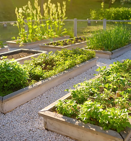 Les Jardins de Phil : pépiniériste à Châteauroux (36), Bourges (18) & Romorantin (41)