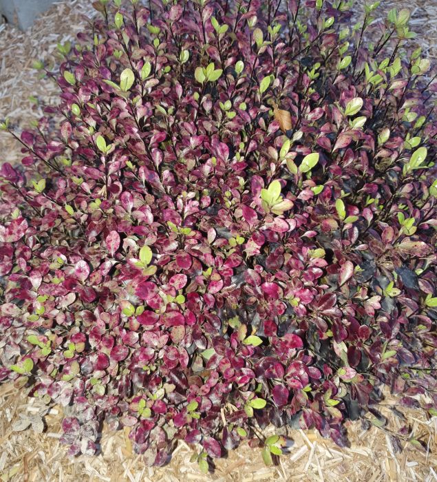 Pittosporum à petites feuilles 'Tom Thomb'