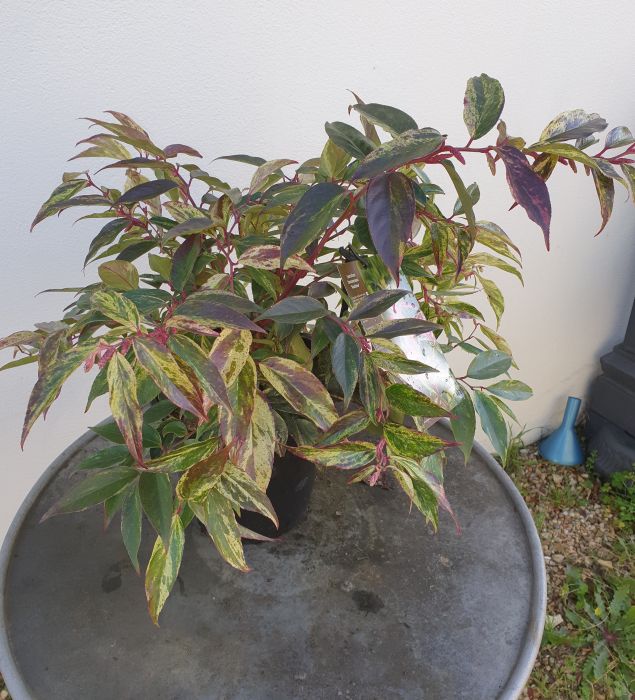 Leucothoé walteri 'rainbow'