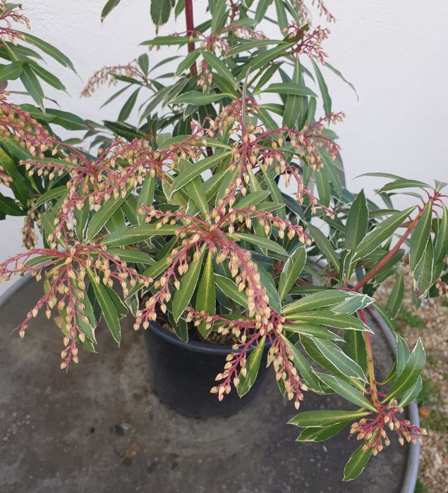 Androméde du JAPON 'Flaming Silver'