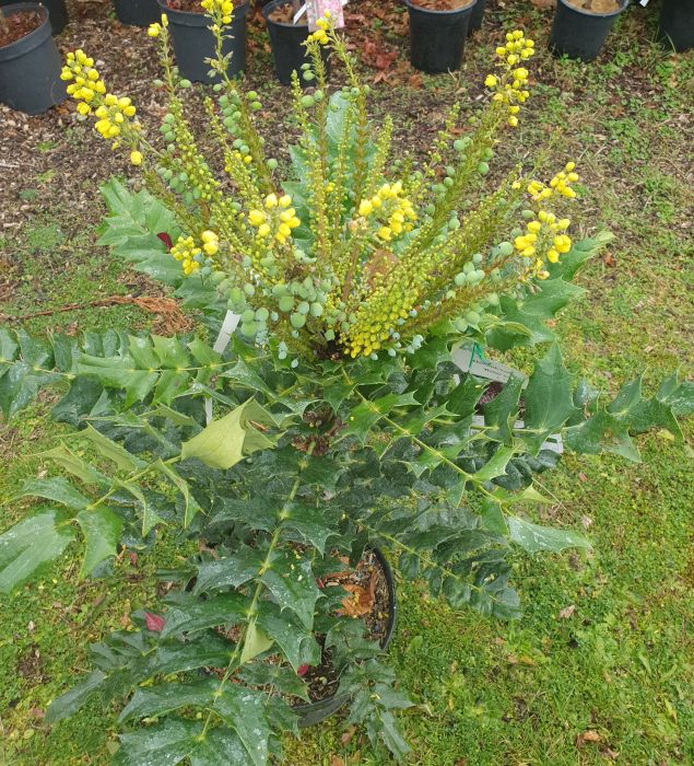 Mahonia x media 'winter sun'