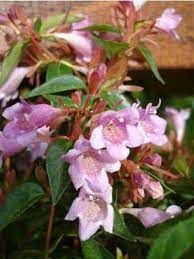 Abelia ' Edward Goucher'