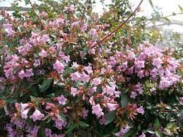 abelia-edward-goucher-2.jpg