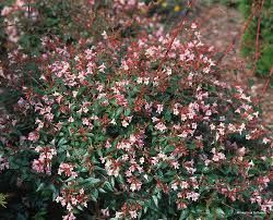 abelia-edward-goucher-3.jpg