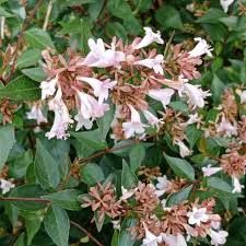 abelia-grandiflora-2.jpg