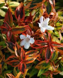 Abelia grandiflora 'Kaleidoscope'