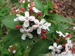 Abelia parfumé