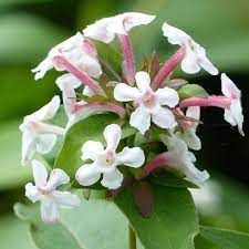 abelia-monia-2.jpg