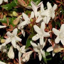 Abelia à grandes fleurs 'Sherwood'