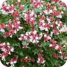 abelia-sherwood-2.jpg