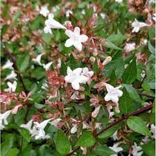 abelia-sherwood-3.jpg