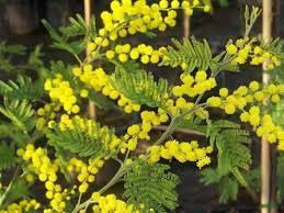 Mimosa des fleuristes