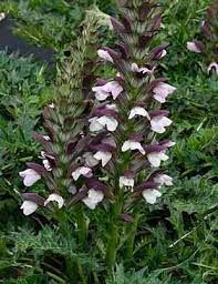 acanthus-morning-candle-2.jpg