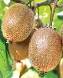 Kiwi 'Solissimo Renact'