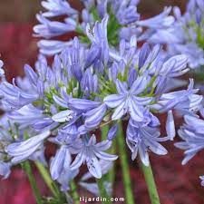 agapanthus-pitchoune-blue-1_0_0.jpg