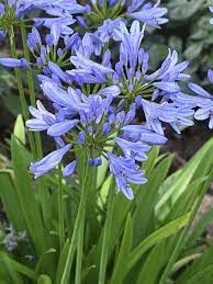 agapanthus-pitchoune-blue-2_0_0.jpg