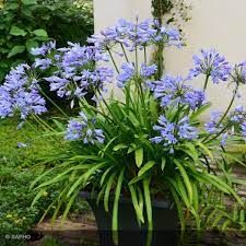 agapanthus-pitchoune-blue-3_0_0.jpg