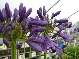 agapanthus-purple-delight-1.jpg
