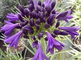 agapanthus-purple-delight-2.jpg