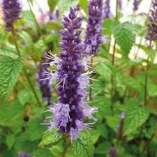 agastache-little-adder-1.jpg