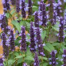 agastache-little-adder-2.jpg