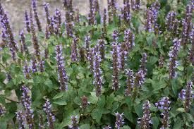 agastache-little-adder-3.jpg