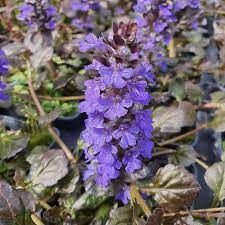 Bugle rampante 'Black Scallop'