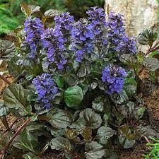 ajuga-black-scallop-3.jpg