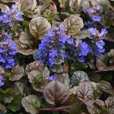 ajuga-black-scallop-4.jpg