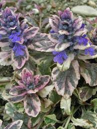 ajuga-burgundy-glow-1.jpg