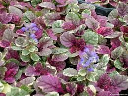 ajuga-burgundy-glow-2.jpg