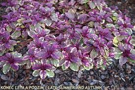 ajuga-burgundy-glow-3.jpg