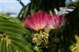 albizia-umbrella-2.jpg