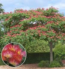 albizia-umbrella-3.jpg