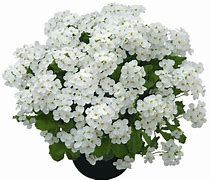 arabis-alabaster-1.jpg