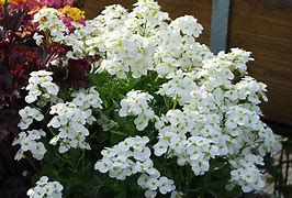arabis-alabaster-3_0.jpg