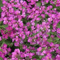 arabis-deep-rose-1.jpg