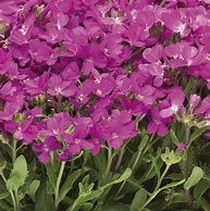 arabis-deep-rose-2.jpg