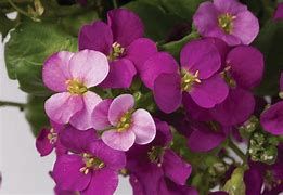 arabis-deep-rose-3.jpg