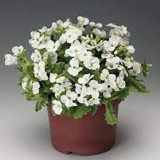 arabis-little-treasure-white-2.jpg