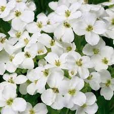 arabis-little-treasure-white1.jpg