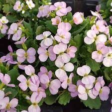 arabis-pink-gem-1.jpg