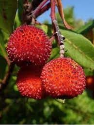 arbutus-unedo-2.jpg