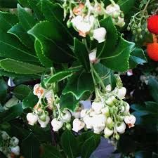 arbutus-unedo-3.jpg