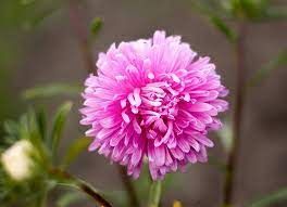 aster-beryl-rose-2.jpg