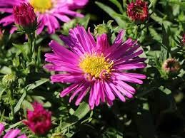 aster-granat-1.jpg