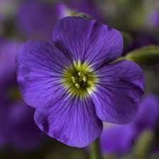 Aubriète x 'axcent light blue'