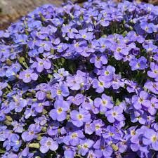 aubrieta-axcent-light-blue-3.jpg