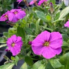 aubriete-axcent-rose-1.jpg