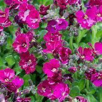 aubriete-axcent-rose-2.jpg